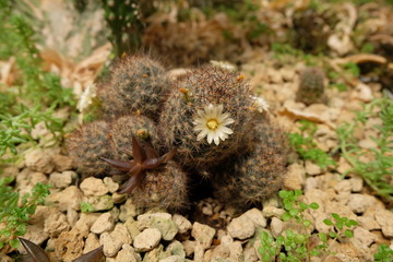 Close-up of a cactus with white flowers in a botanic garden