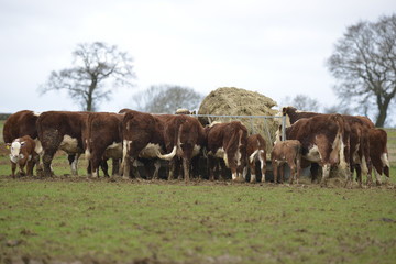 Obraz premium Hereford cows and calves