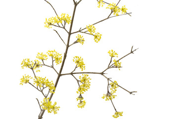 Blüte einer Kornelkirsche auf weißem Hintergrund