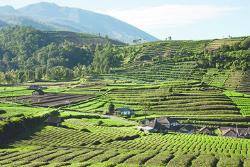 Fototapeta na wymiar Green hills with fields of plantation and a few houses surrounded by mountains in Indonesia during the day.