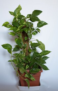 Potos Con Tutore 2017