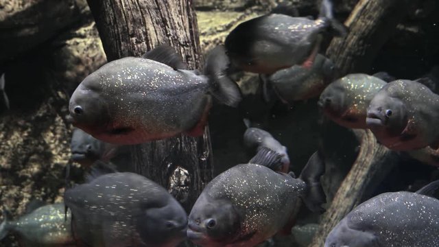 Fish Black paku or Paku dark, Amazonian broad, Colossoma large. 4K