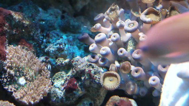 Corals, polyps and other inhabitants of the underwater world. 4K
