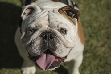 Fototapeta premium Happy Bully