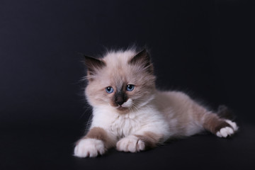 Thai kitty