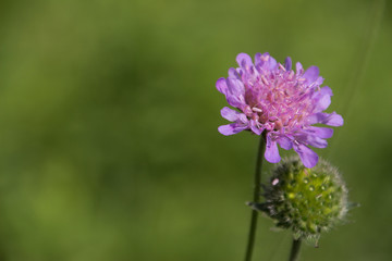 Fototapeta premium purple flower