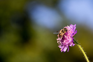 bee on purple flower
