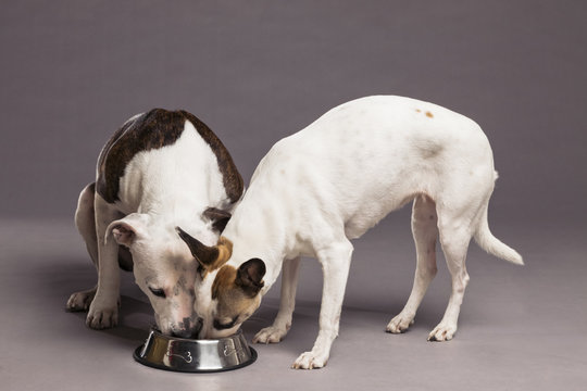 Two Dogs Eating From A Food Bowl In Studio