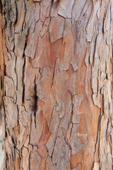Tree bark background