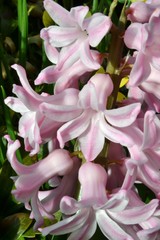 Hyazinthen sieht man im Frühling in vielen farben in vielen Gärten.