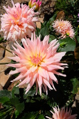 Close-up of soft pink dahlia flower in the botanic garden