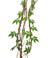 Wild morning gloy leaves climbing on twisted jungle liana isolated on white background, clipping path included