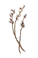 willow, willow branch on a white background isolated