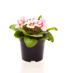 pink flowers in pot on white background isolated