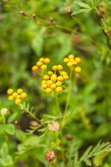 Inflorescences of tansy in the green grass in summer in the field. Soft background