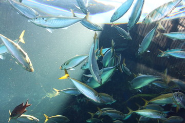 Fototapeta na wymiar 魚の群れ
