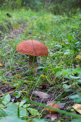 Mushroom birch boletes with a red bonnet grows in the grass