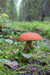Mushroom with a red hat grows on the road among the fallen leaves