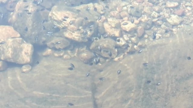 Nowhere to go! Whirligigs (beetle, Gyrinidae) in small puddle changed behavior in time of danger - dived under water and spinning in water column. 
