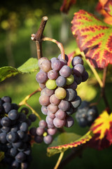Purple grapes on vine