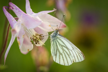 Schmetterling auf einer Blüte