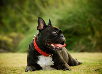 French Bulldog lying on park grass