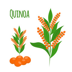 Quinoa set. Seeds, healthy quinoa vegetarian food. Cartoon flat style.