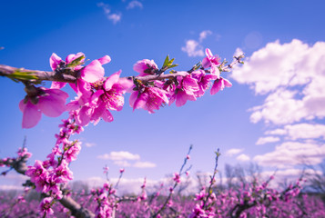 Naklejka premium Blossoming peach tree in spring