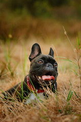 French Bulldog lying in grass with long grass