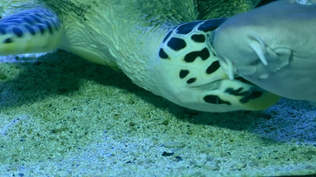 Hawksbill sea turtle chases the coral catshark 

