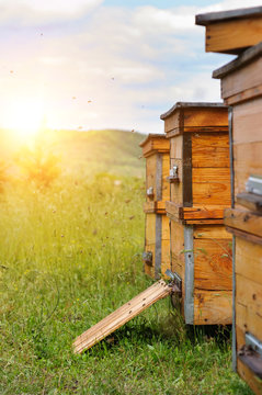 Hives of bees in the apiary. Sunrise.
