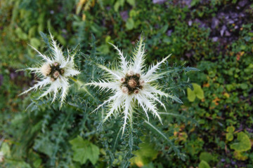 silver thistle on the way to the top of the Säntis in Switzerland