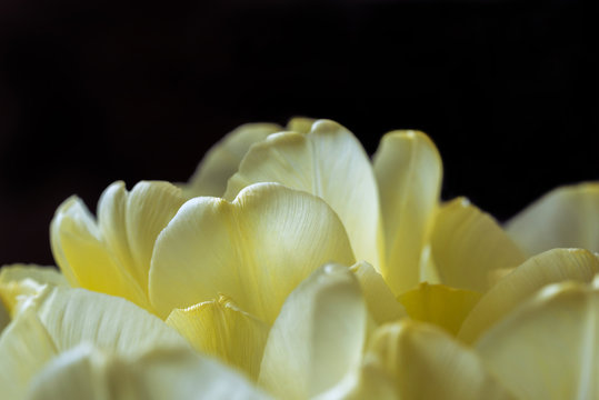 Petals of yellow tulips close-up - macro
