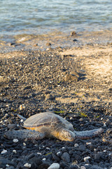 Green turtle on rocky shore in Hawaii