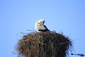 Storch im Nest