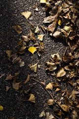 Exfoliated Leaves on Asphalt Background