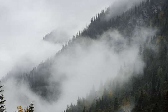 View of forest trees covered with clouds