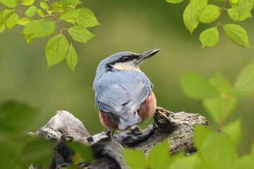 Vögel 72