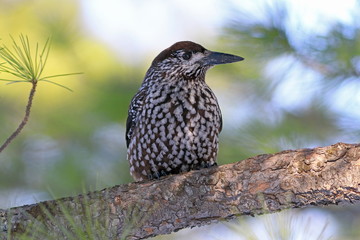 Bird Nutcracker is resting on the cedar