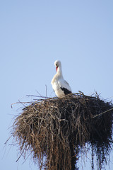 Storch im Nest