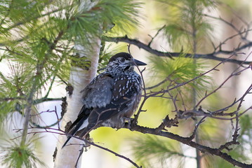 Bird Nutcracker is resting on birch