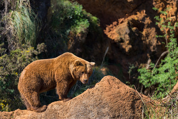 Naklejka premium Brown bear (Ursus arctos) in Cabarceno Natural Park. Spain.