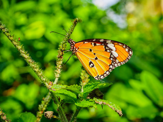 butterfly