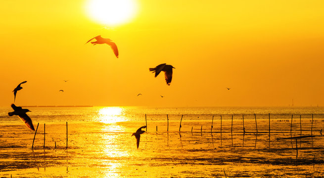 silhouette of sea many seagull flying on sunset background.