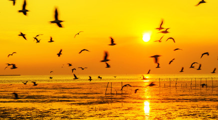 silhouette of sea many seagull flying on sunset background.
