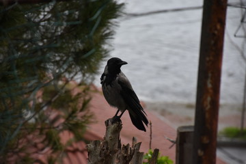 crow