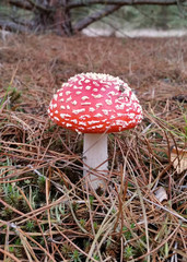 amanita muscaria mushroom