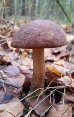Leccinum scabrum mushroom