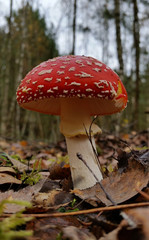 amanita muscaria mushroom