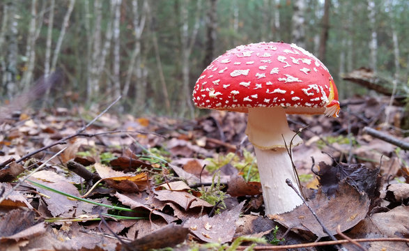 amanita muscaria mushroom